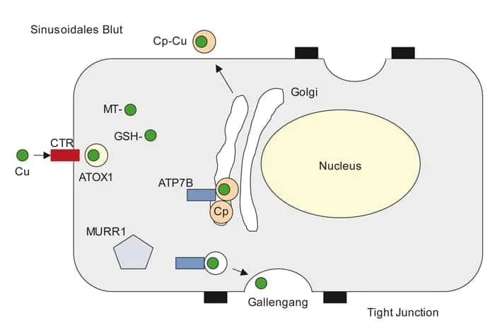 Morbus Wilson Diagnostik: Wichtige Tests zur Früherkennung der Krankheit