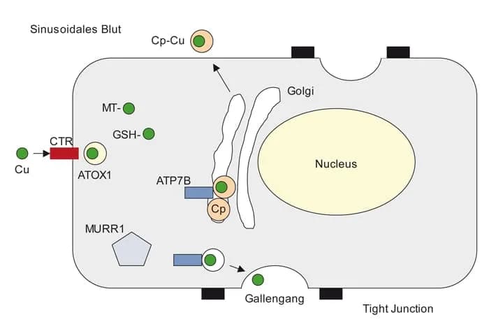 Morbus Wilson Diagnostik: Wichtige Tests zur Früherkennung der Krankheit