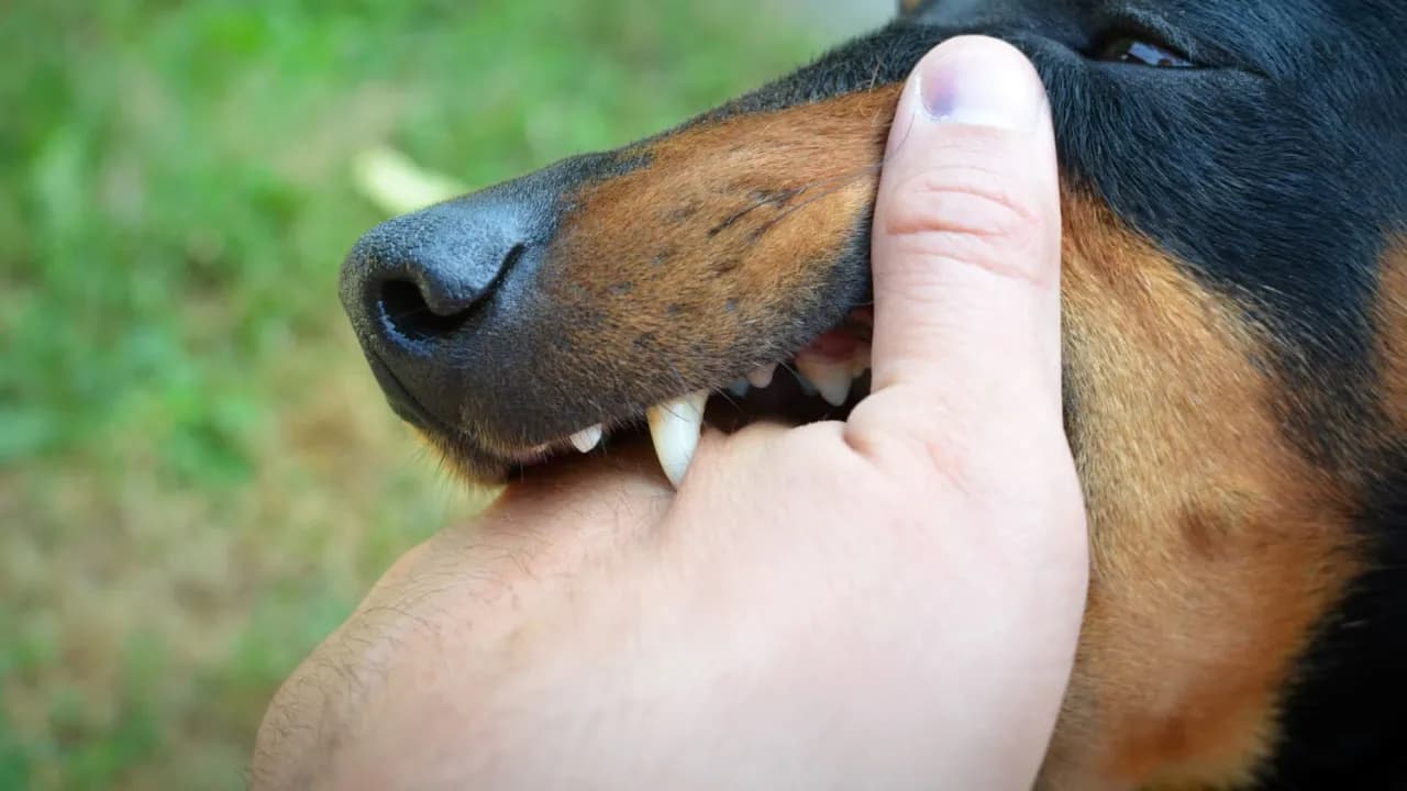 Symptome Tollwut Mensch: Warnzeichen, die Sie nicht ignorieren sollten