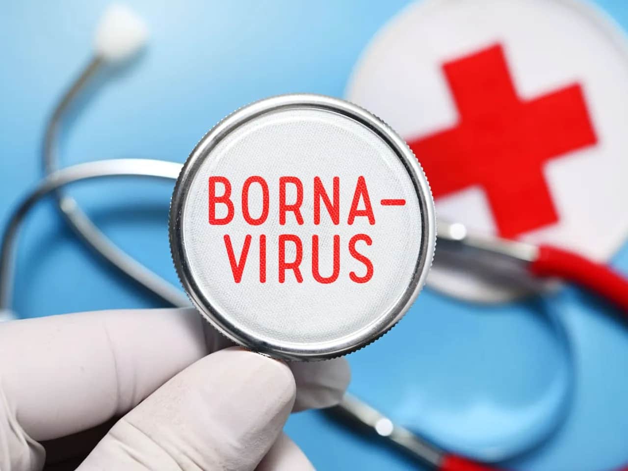 Borna Virus Symptome: Warnsignale, die Sie nicht ignorieren sollten